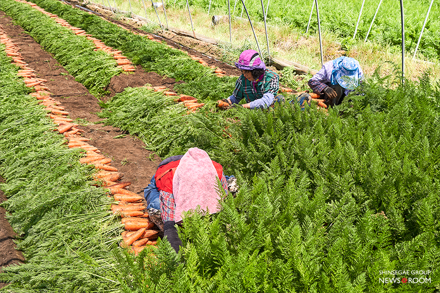 당근을 뽑는 수확 작업