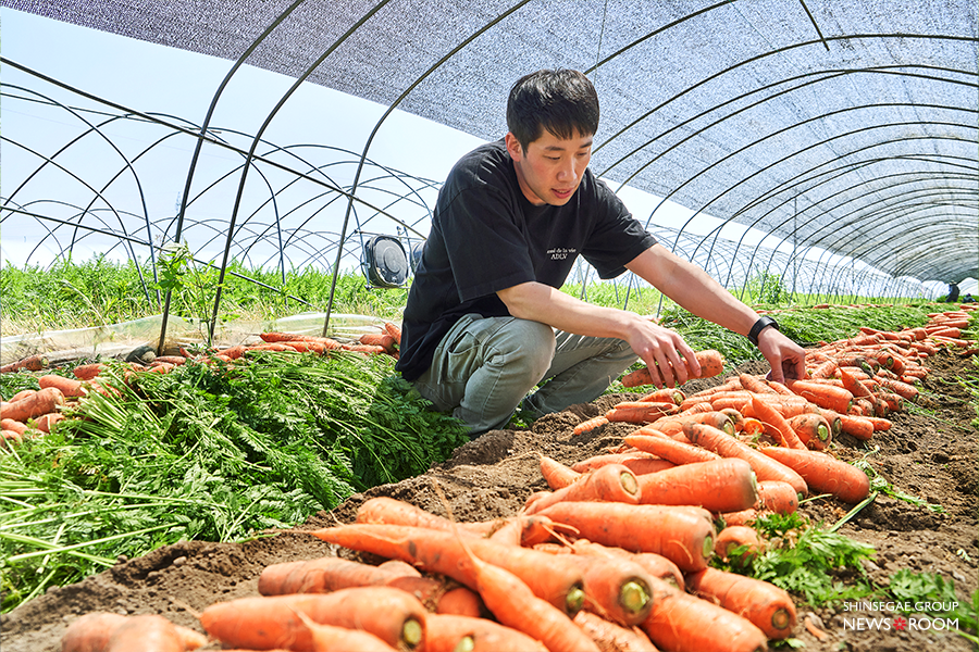 이마트 바이어가 갓 수확한 당근의 품질을 확인하고 있다