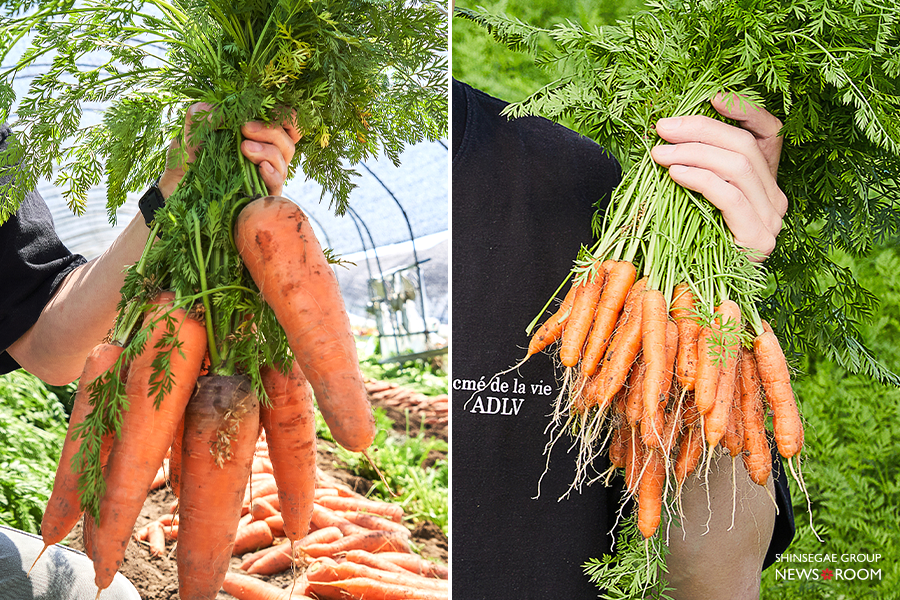 일반 당근(좌), 스낵 당근(우)