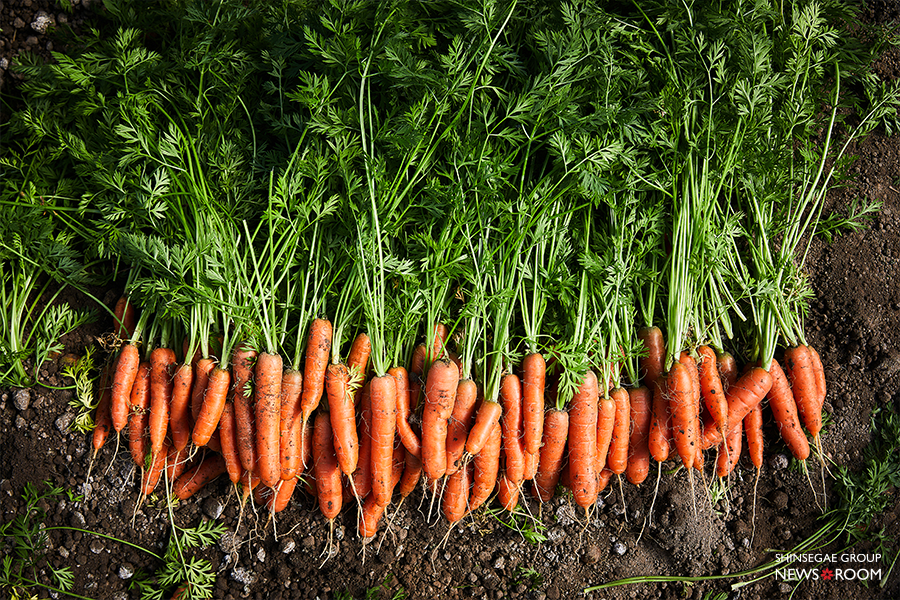 수확한 스낵 당근