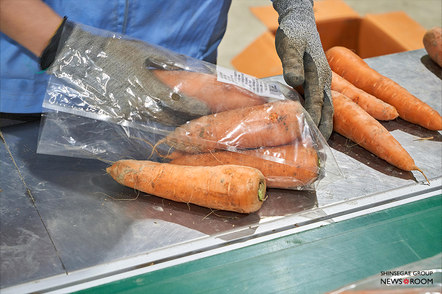 선별작업 후 이마트 포장지를 입는 당근들. 수확한 당근 중 30% 가량이 탈락한다.
